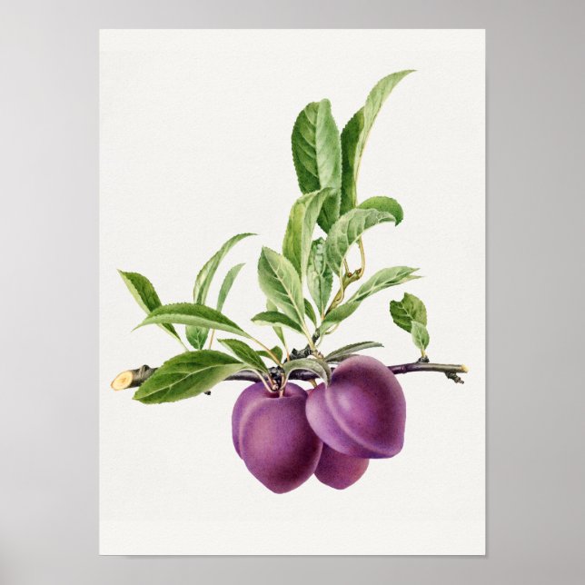 Delicious Purple Plum in a Branch Painting Poster (Front)