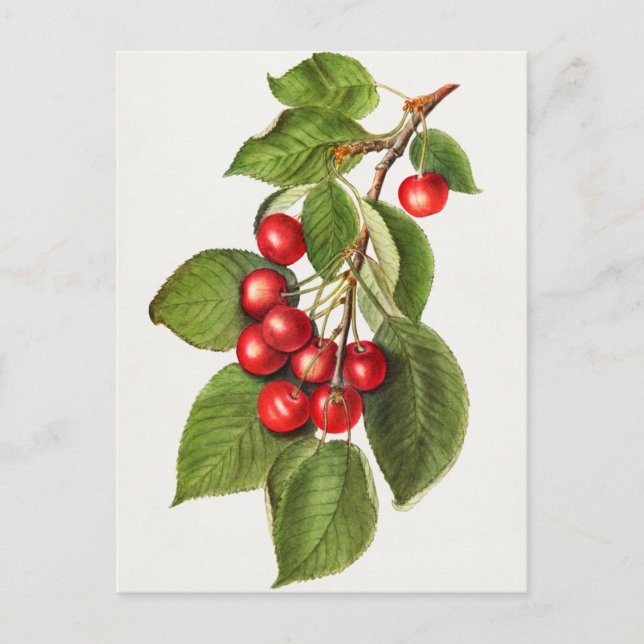 Delicious Red Cherries Fruit Watercolor Painting Postcard (Front)