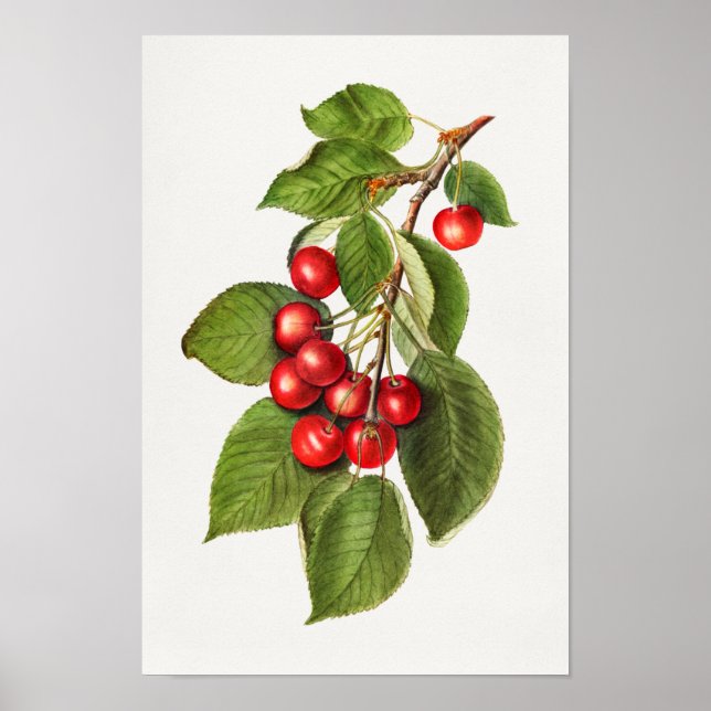Delicious Red Cherries Fruit Watercolor Painting Poster (Front)