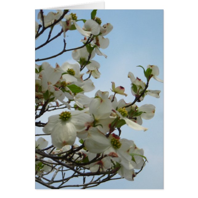 Delightful Dogwoods (Front)