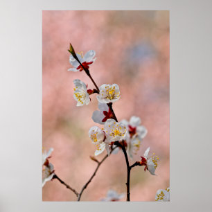 Delightful Japanese Apricot Flowers Poster