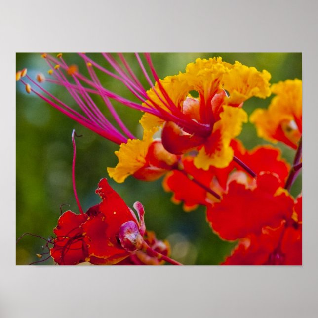 Delightful Poster (Front)