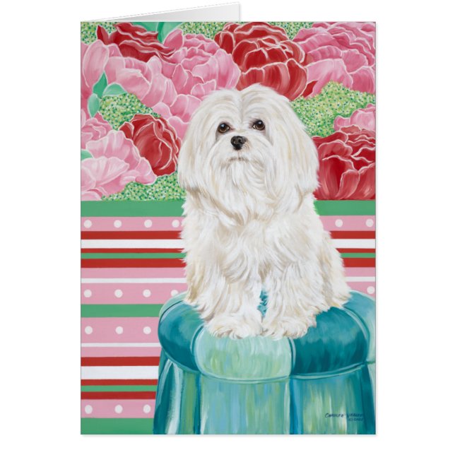 Della Rose Maltese (Front)