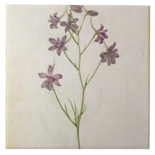 Delphinium ajacis, c.1568 tile