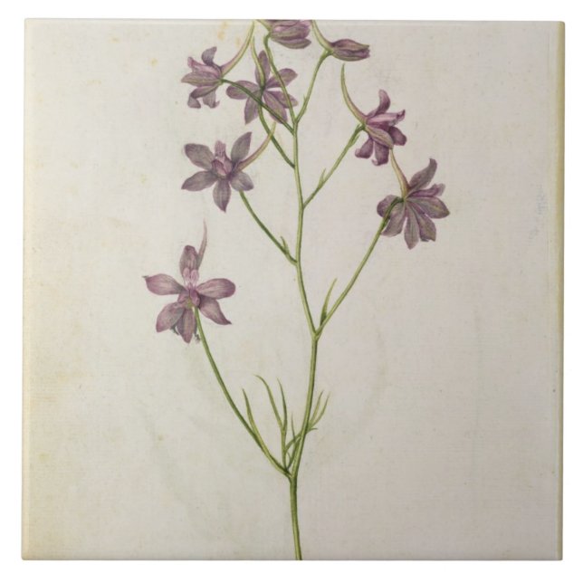 Delphinium ajacis, c.1568 tile (Front)