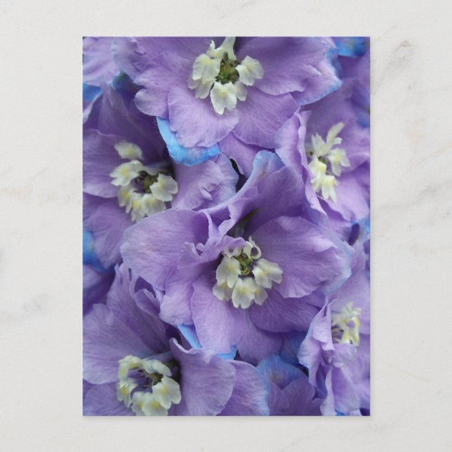 Delphinium Morning Light Postcard (Front)