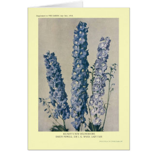 Delphiniums