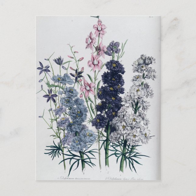 Delphiniums, from 'The Ladies' Flower Garden' Postcard (Front)