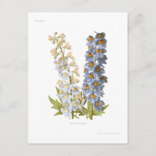Delphiniums Postcard