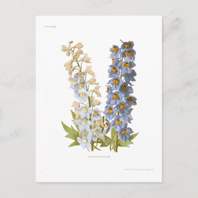 Delphiniums Postcard (Front)