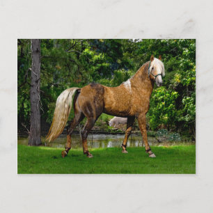 "Demelza" Postcard