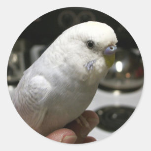 Demure All-White Parakeet With Electric Range Classic Round Sticker