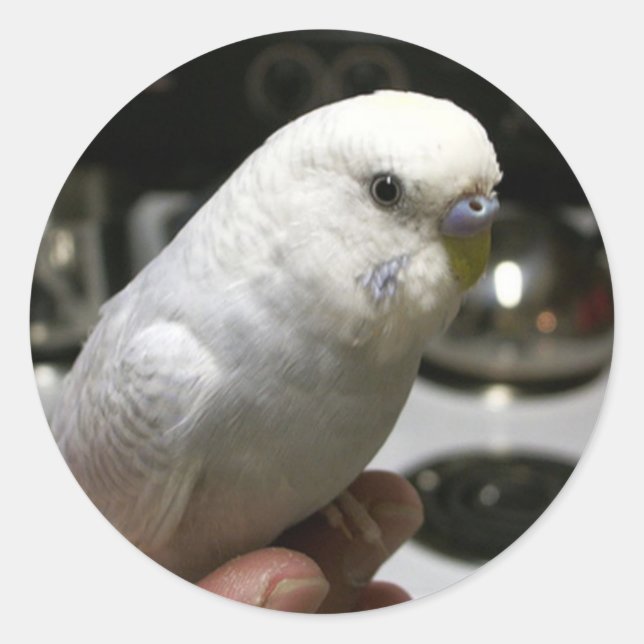 Demure All-White Parakeet With Electric Range Classic Round Sticker (Front)