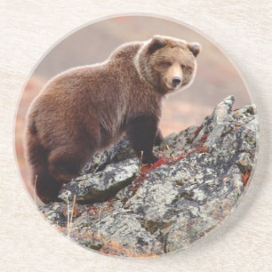 Denali Brown Bear Coaster