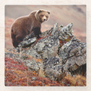 Denali Brown Bear Glass Coaster