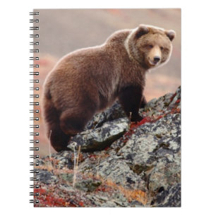 Denali Brown Bear Notebook