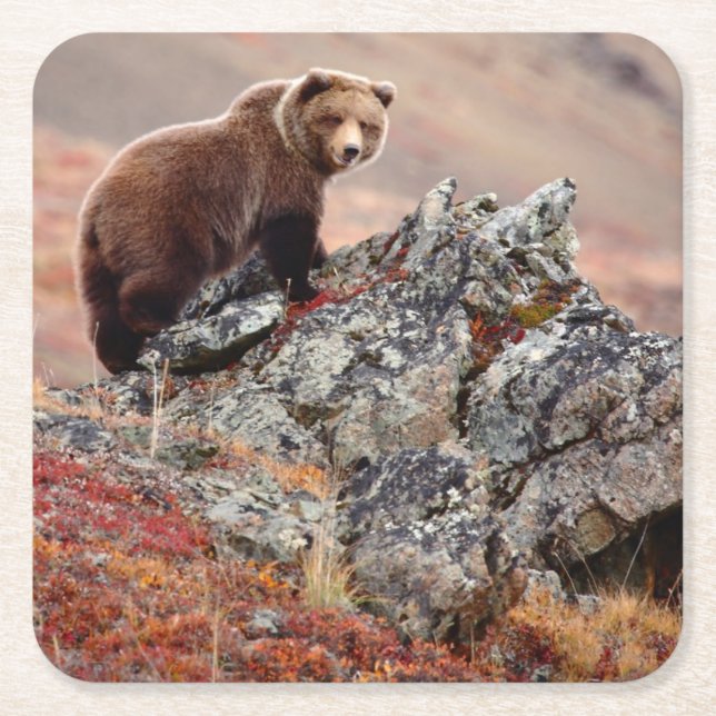 Denali Brown Bear Square Paper Coaster (Front)