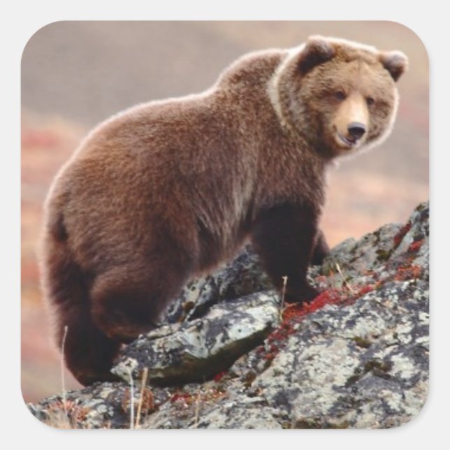 Denali Brown Bear Square Sticker (Front)