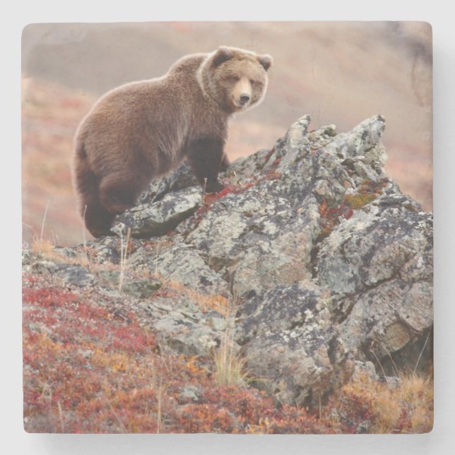 Denali Brown Bear Stone Coaster (Front)