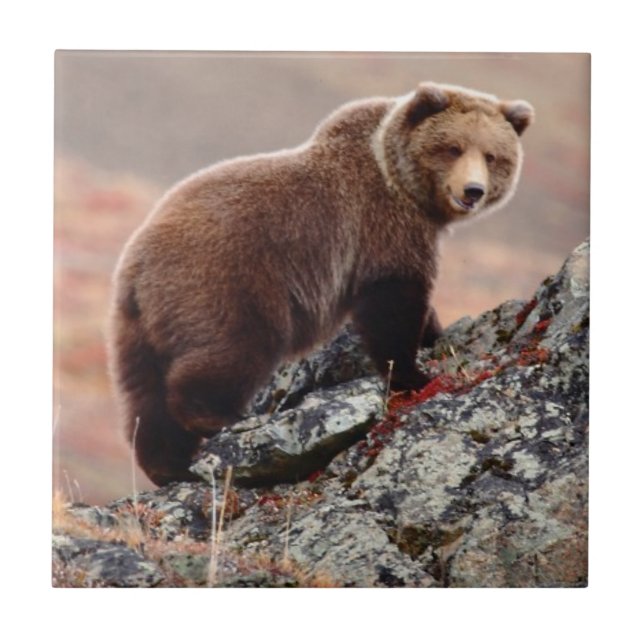 Denali Brown Bear Tile (Front)