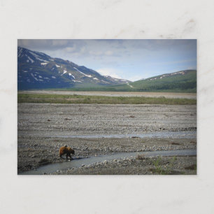 Denali National Park and Preserve, Alaska Postcard