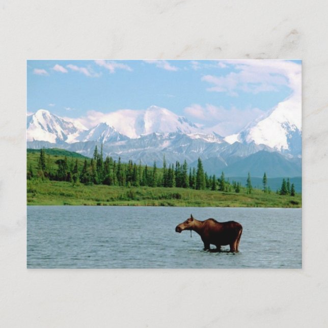 Denali National Park Postcard (Front)