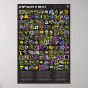 Denali Wildflower Poster