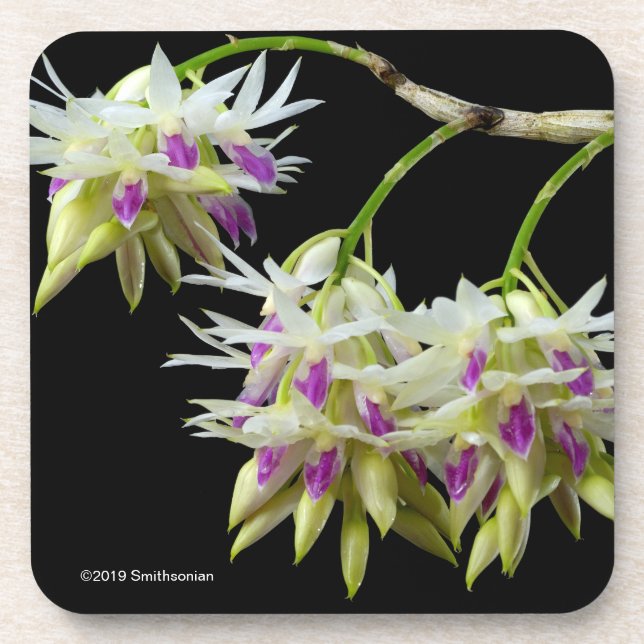 Dendrobium Amethystoglossum Coaster (Front)