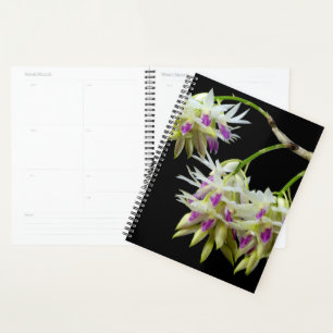 Dendrobium Amethystoglossum Planner
