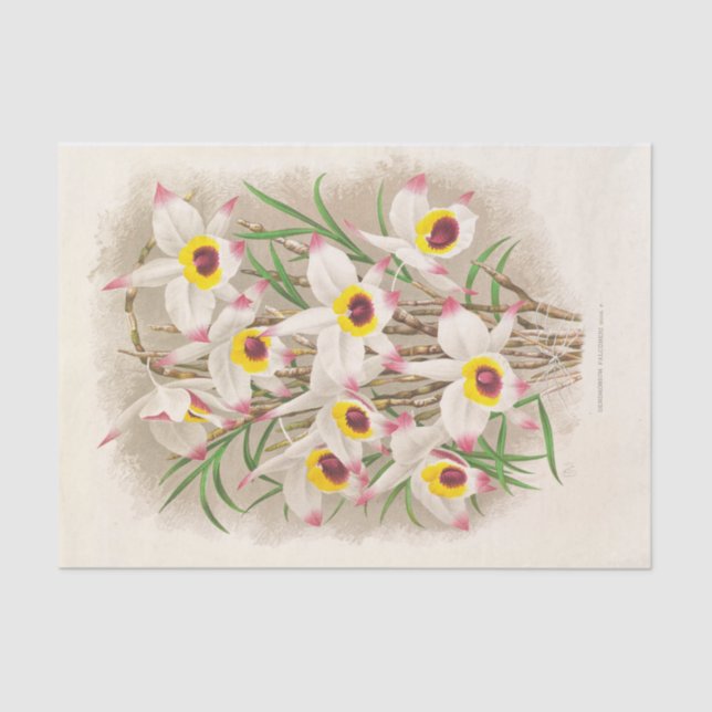 Dendrobium Falconeri (Orchid) by Jean Jules Linden Tissue Paper (Front)