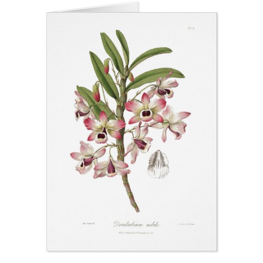 Dendrobium nobile card