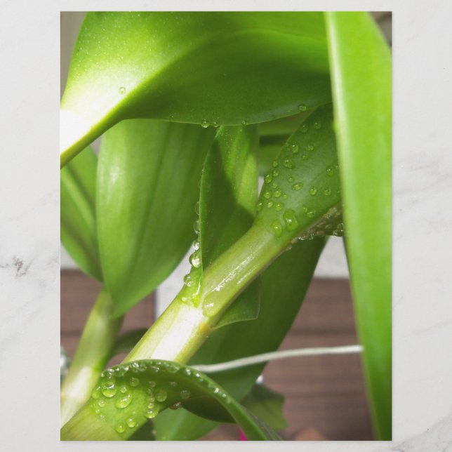 Dendrobium Orchid stems closeup (Front)
