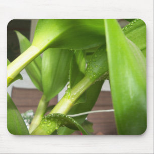 Dendrobium Orchid stems closeup Mouse Mat
