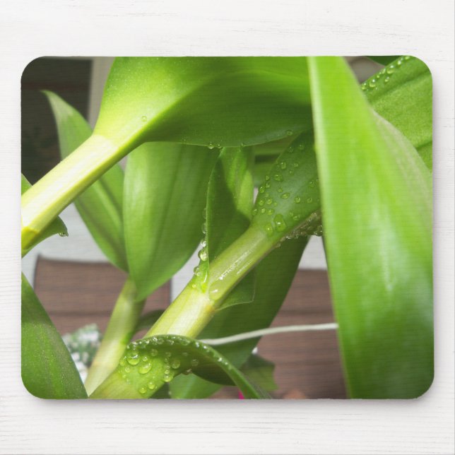 Dendrobium Orchid stems closeup Mouse Mat (Front)