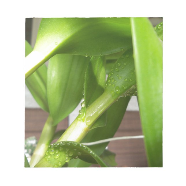 Dendrobium Orchid stems closeup Notepad (Front)