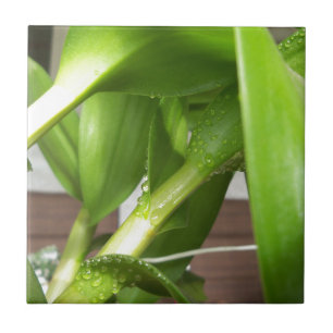 Dendrobium Orchid stems closeup Tile