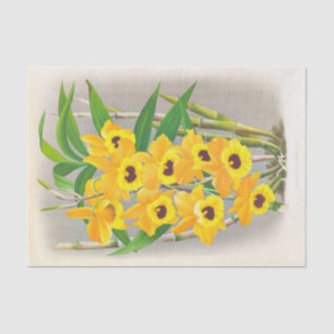 Dendrobium Paxtoni (Orchid) by Jean Jules Linden Tissue Paper