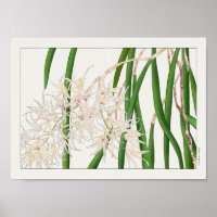 Dendrobium teretifolium by Tanigami Konan