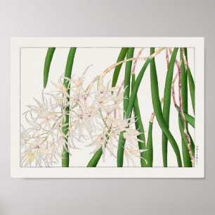Dendrobium teretifolium by Tanigami Konan Poster