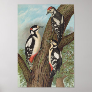 Dendrocopus major by Johann Friedrich Naumann Poster