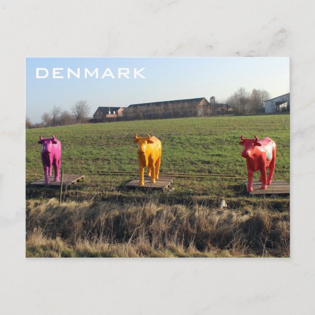 Denmark Colourful Cows Postcard! Postcard (Front)