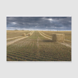 Denmark Wheat Field Tissue Paper