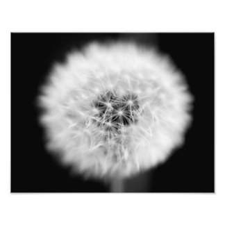 Dent de Lion Photo Print