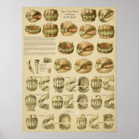 Dental Age of Horse Teeth