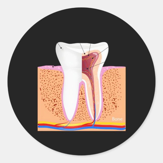 Dental Anatomy For Normal Tooth Dentin Enamel Ging Classic Round Sticker (Front)