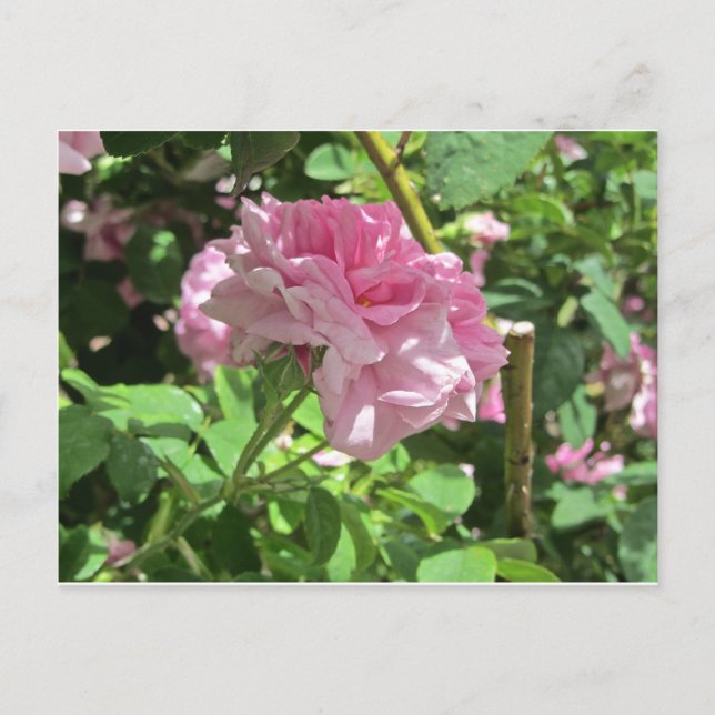 Denver Botanical Gardens Collection Postcard (Front)