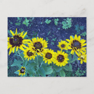 Denver daisies postcard