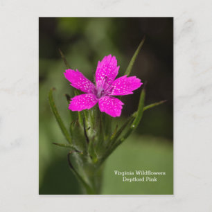Deptford Pink Virginia Wildflower Floral Postcard