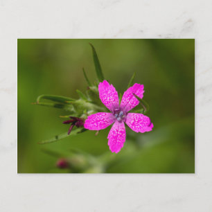 Deptford Pink Wildflower Floral Postcard