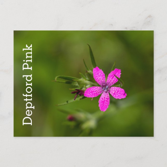 Deptford Pink Wildflower Floral Postcard (Front)